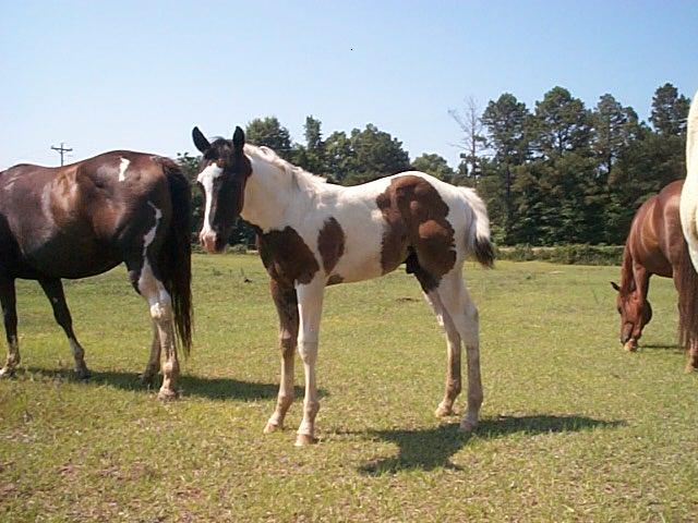 Cookie colt 2006