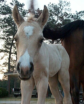 Cheyenne X Boogieman