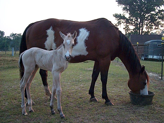 Cheyenne X Boogieman