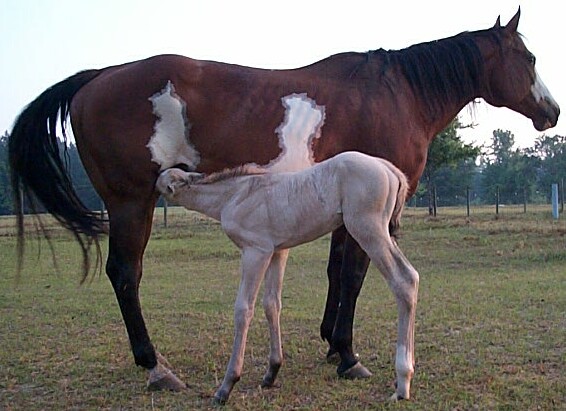 Cheyenne X Boogieman