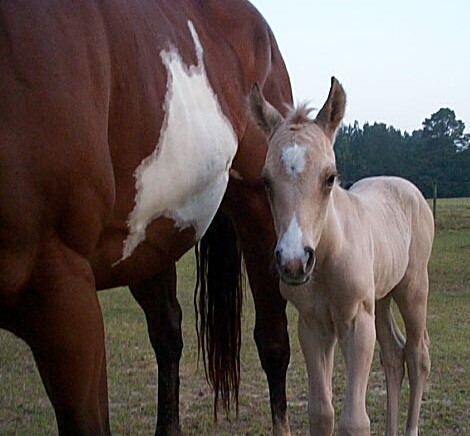 Cheyenne X Boogieman