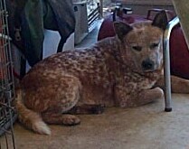 Crush under carport 4-21-07