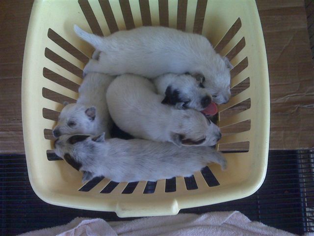 Smack X Stash litter 6-27-09