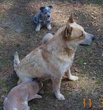 Lady and her puppies