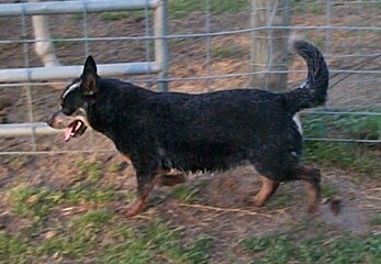 Ashe pregnant March 2007