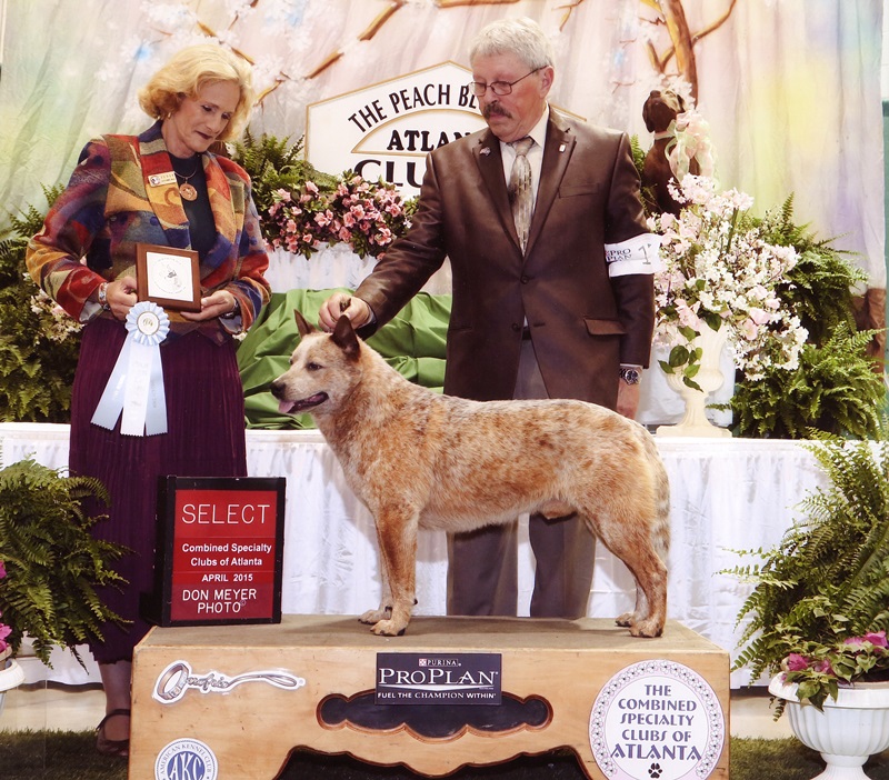 Bo 2015 ACDCA select dog