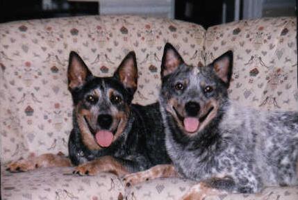 Brianna and her sire Keo