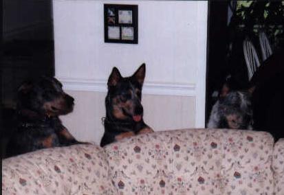 Brianna with her brother Ace with their sire Keo