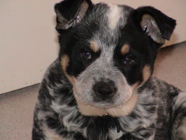 lovey litter 12-24-02 