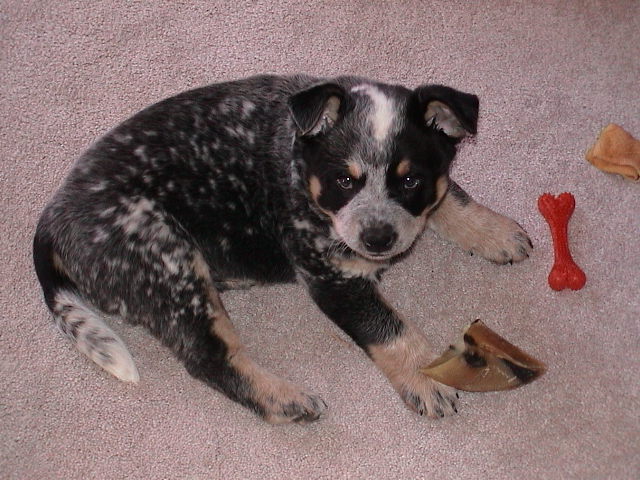 Lovey litter 12-24-02 