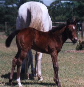 '99 bay filly