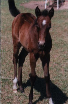 '99 bay filly