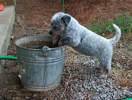 lovey litter 5-17-02 