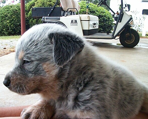 Lovey litter 5-17-02 