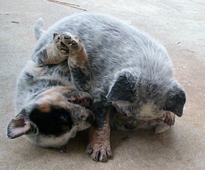 Lovey litter 5-17-02 