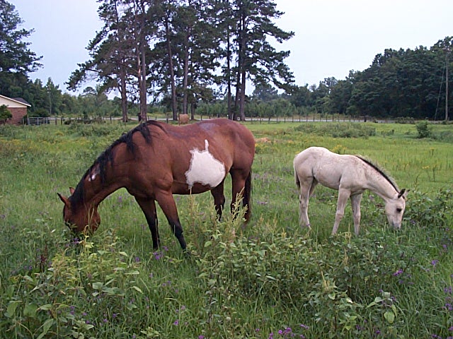 Cheyenne X Boogieman