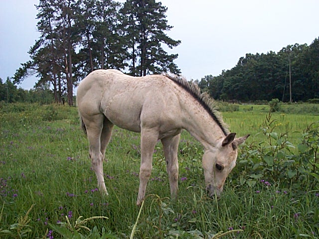 Cheyenne X Boogieman