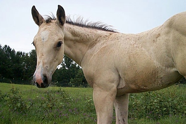 Cheyenne X Boogieman