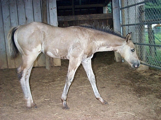 Cheyenne X Boogieman