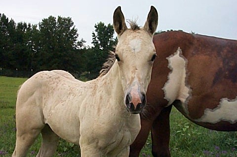 Cheyenne X Boogieman