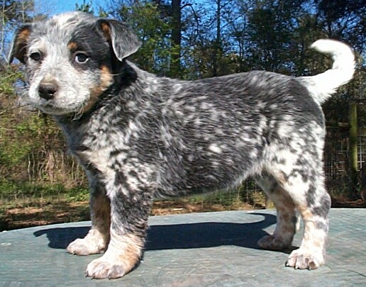 Buffy litter 2-15-04 