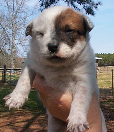Buffy litter 2-15-04 