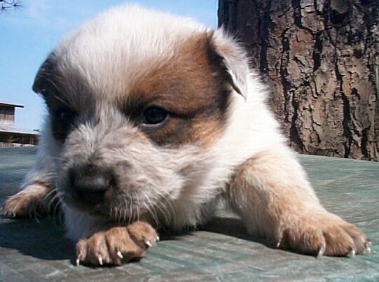 Buffy litter 2-15-04 