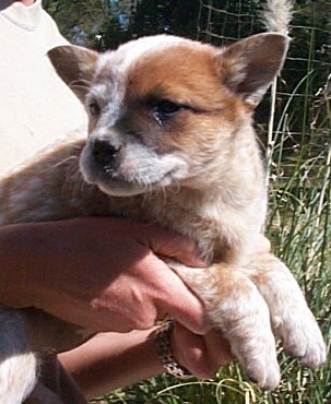 Buffy litter 2-15-04 