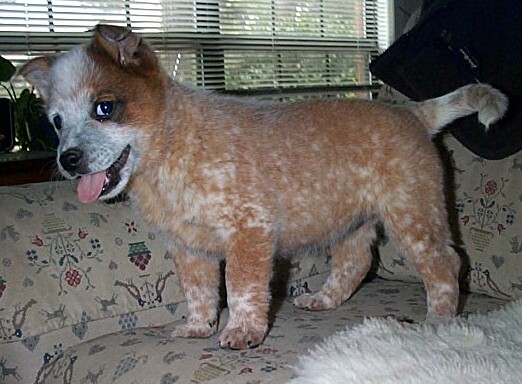 Buffy litter 2-15-04 