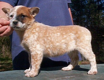 Buffy litter 2-15-04 