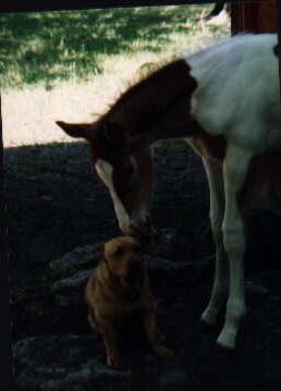 Chili and Doodlebrown