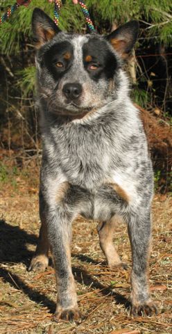 Clooney 16 months old