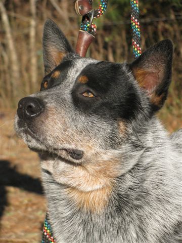 Clooney 16 months old