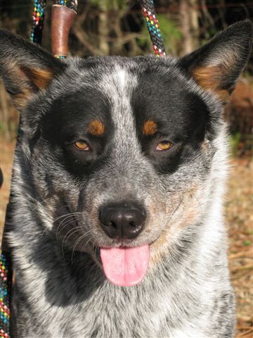 Clooney 16 months old