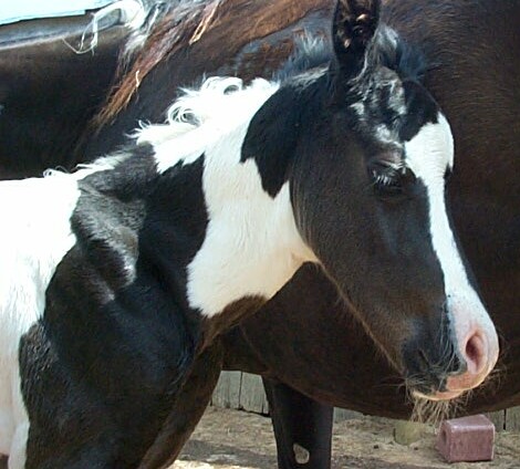 Cookie colt 2006