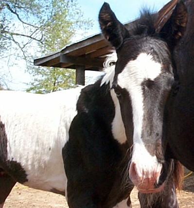 Cookie colt 2006