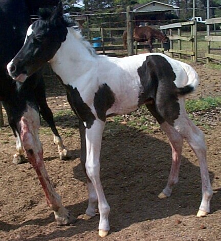 Cookie colt 2006
