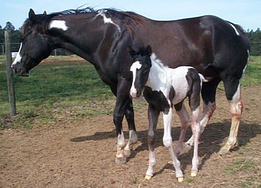 Cookie colt 2006
