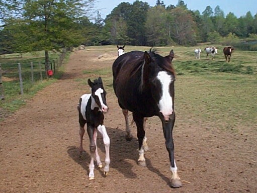 Cookie colt 2006