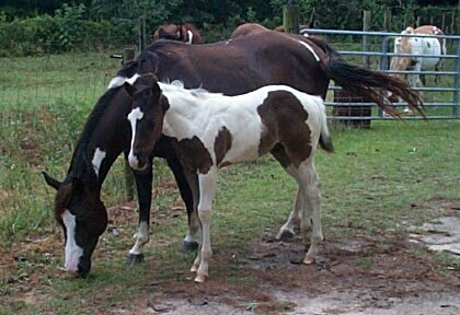 Cookie colt 2006