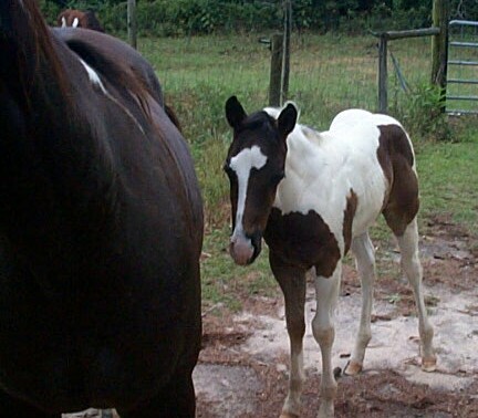 Cookie colt 2006
