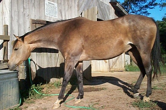 Miss Fancy Stuff Doc