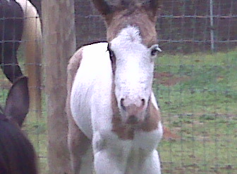 Dirty Flirt foal 2009