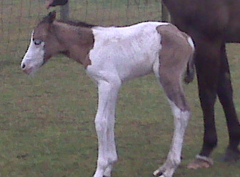 Dirty Flirt foal 2009