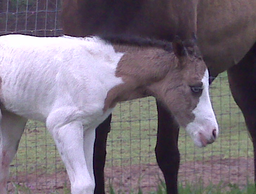 Dirty Flirt foal 2009