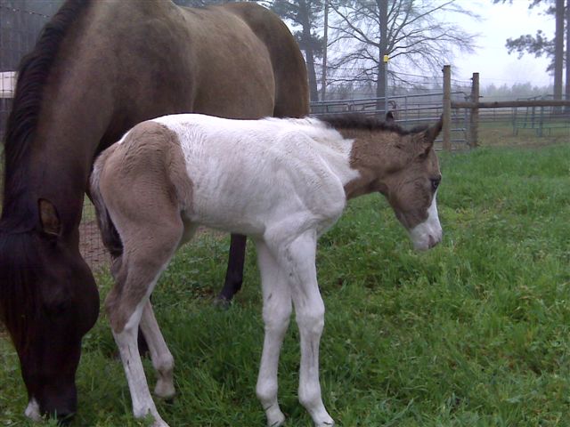 Dirty Flirt foal 2009