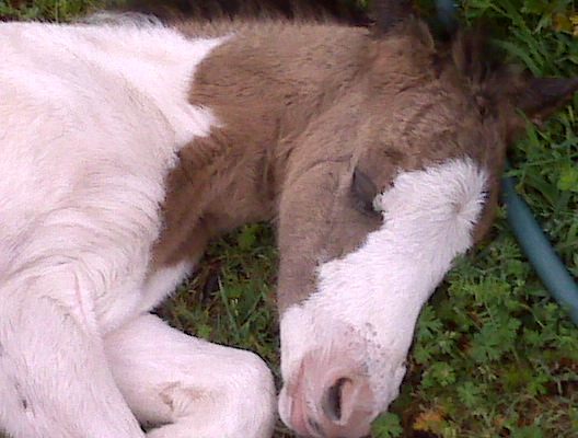 Dirty Flirt foal 2009