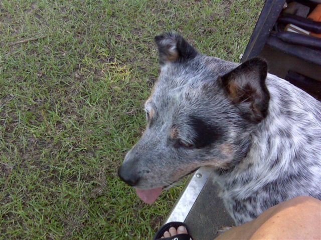 Hairy ridn golf cart