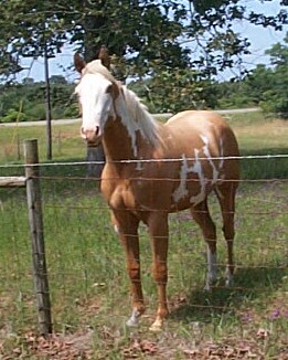 Zip filly-2006