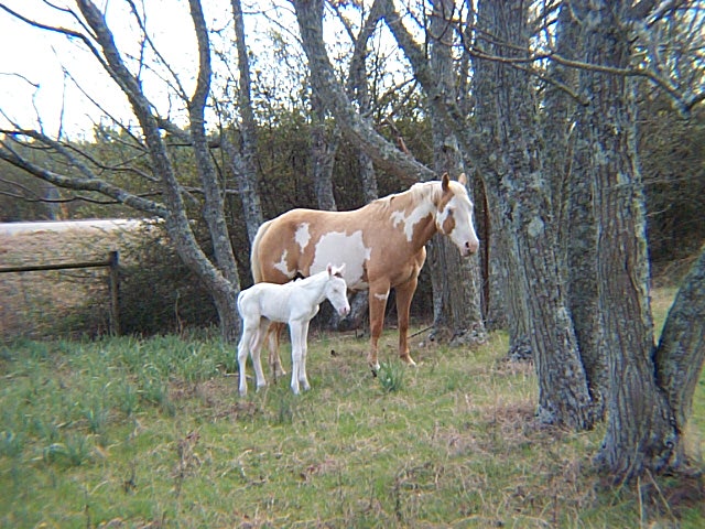Hi-C 2008 filly